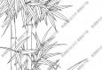 竹子線描畫底稿33高清大圖下載