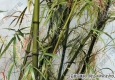冷軍油畫 雨香竹子 高清大圖下載
