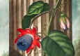 羅伯特_桑頓_花之神殿_插畫(huà)27_高清大圖下載