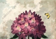 羅伯特_桑頓_花之神殿_插畫(huà)26_高清大圖下載
