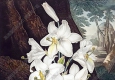 羅伯特桑頓_花之神殿_插畫(huà)34_高清大圖下載